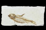 Bargain, Fossil Fish (Knightia) - Wyoming #104608-1